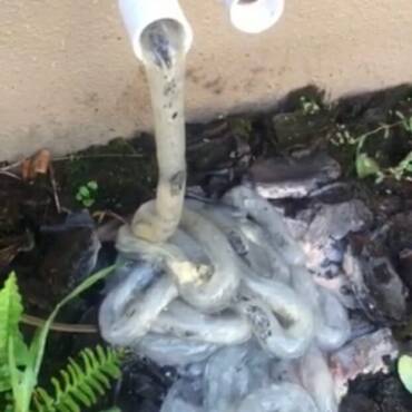 What is the White (or Grey) Slimy Gunk Coming from My A/C Drainline? | Kitchener ON