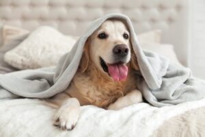 HVAC Maintenance Tips for Pet Owners | Kitchener ON