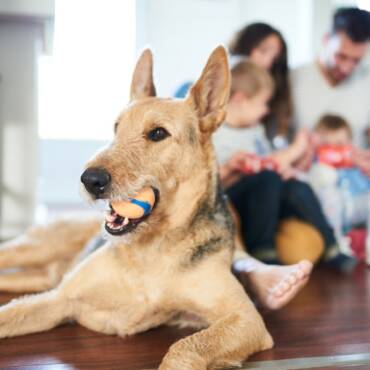 Are Your Pets Affecting Indoor Air Quality? | Kitchener ON