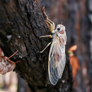 Defend Your HVAC From Cicadas Quickly to Seem