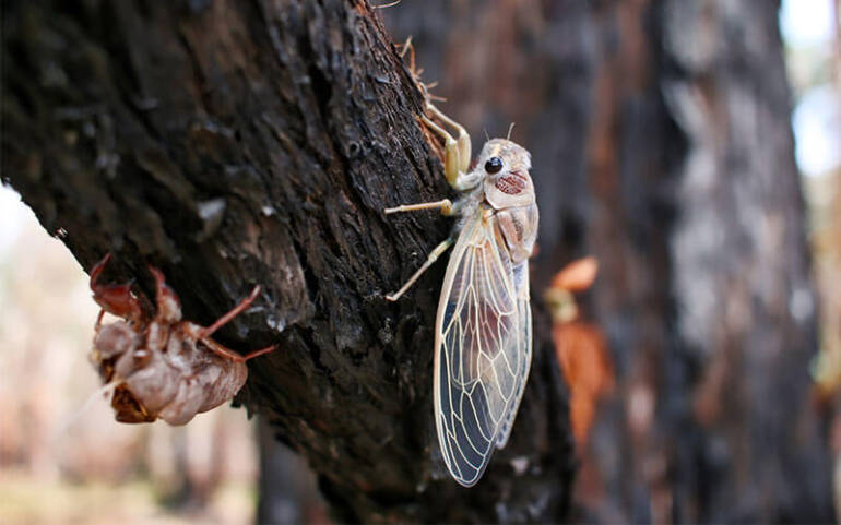 Defend Your HVAC From Cicadas Quickly to Seem