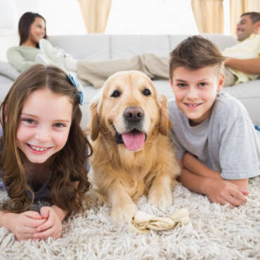 Indoor Air High quality Enchancment Suggestions for Pet Homeowners