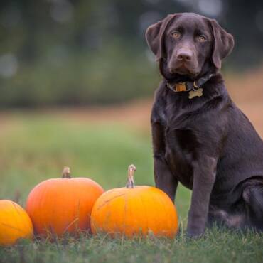 Is Your Furnace Prepared for Fall?