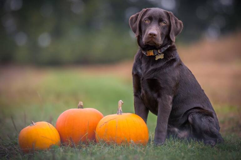 Is Your Furnace Prepared for Fall?