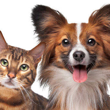 Residence Indoor Air High quality and Your Furry Mates
