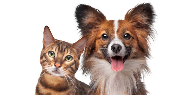 Residence Indoor Air High quality and Your Furry Mates