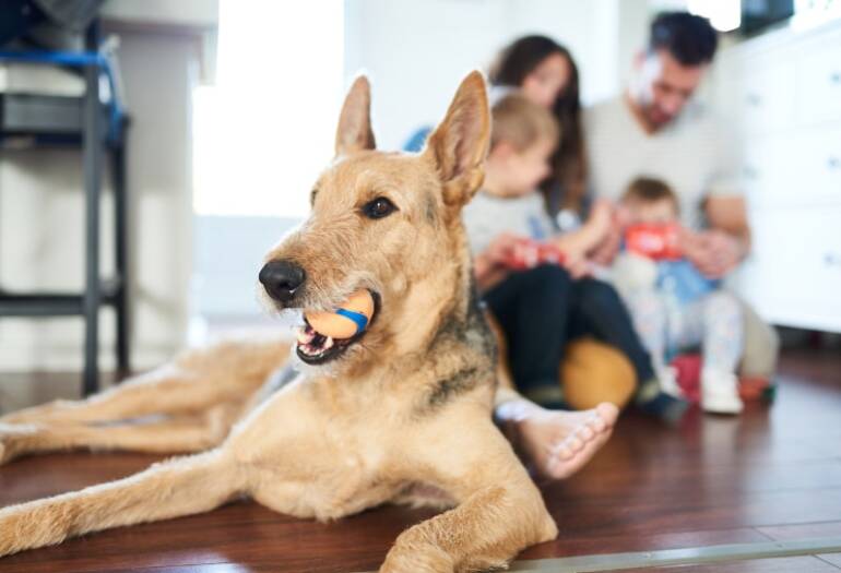 How Pets Affect Indoor Air High quality in Fischer, TX