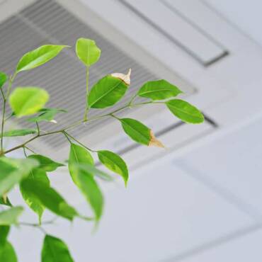 How To Have More healthy Air At Residence