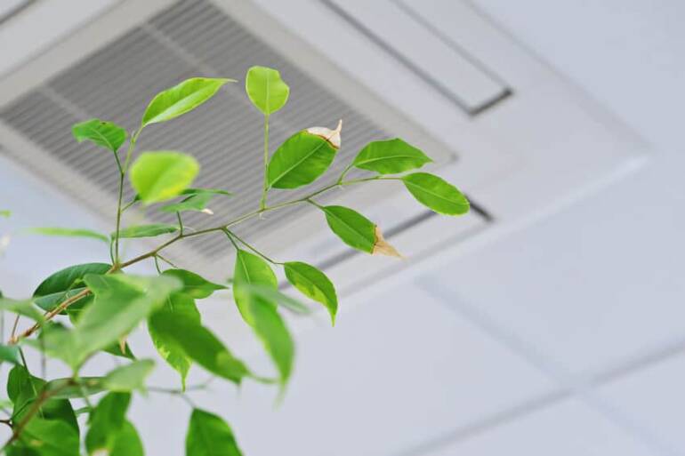 How To Have More healthy Air At Residence