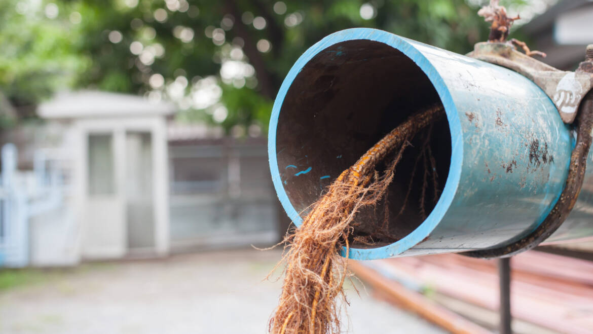 The way to Simply Get Tree Roots Out of Sewer Strains