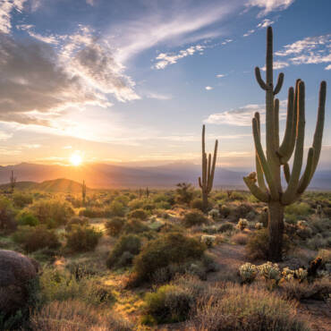 Respiratory Straightforward within the Desert 