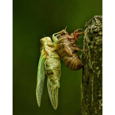 Don’t Let the Large Emergence of Cicadas Bug Your Cooling Tower Efficiency