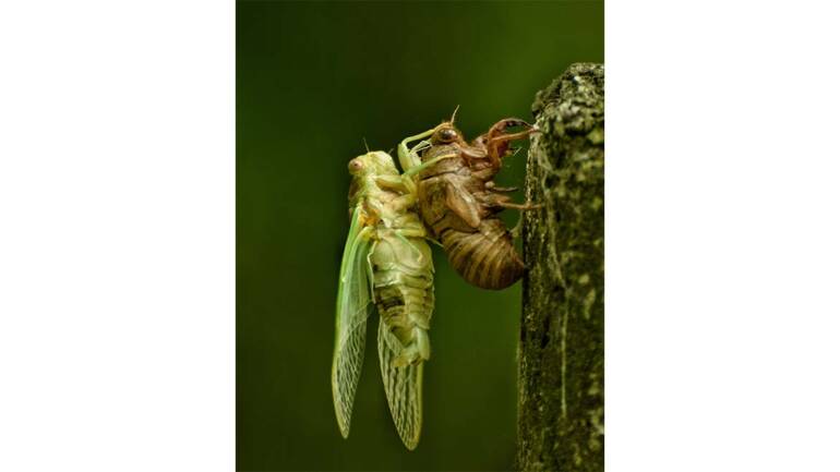 Don’t Let the Large Emergence of Cicadas Bug Your Cooling Tower Efficiency