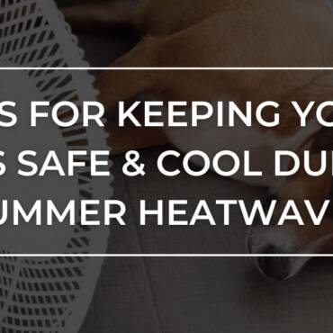 Tips for Keeping Your Pets Safe & Cool During Summer Heatwaves