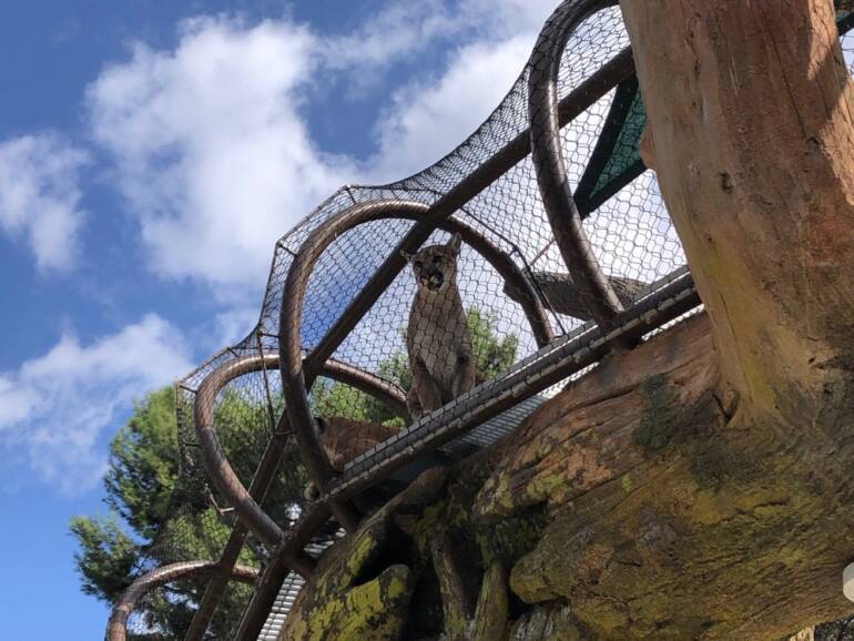 Outdoor Misters Cool at the Orange County Zoo