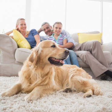 How Do Pets Affect Surfside Beach, TX Indoor Air Quality?