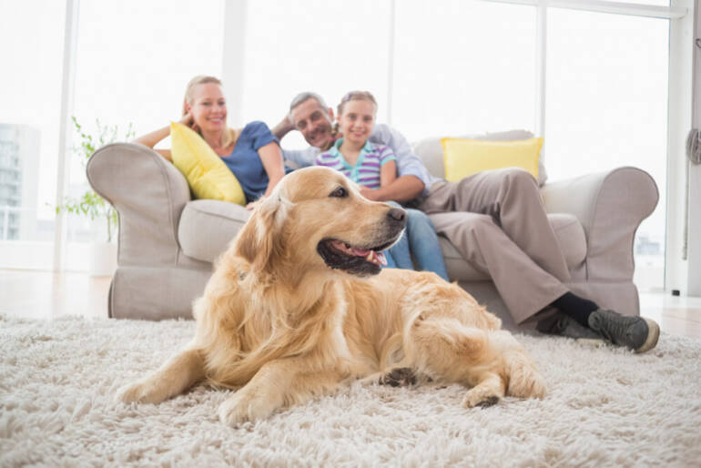 How Do Pets Affect Surfside Beach, TX Indoor Air Quality?