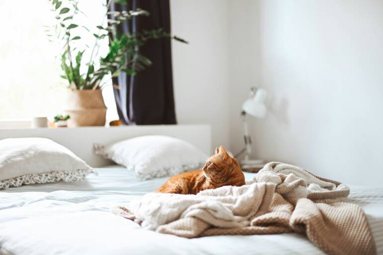Air Quality Tips for Pet Owners’ Homes