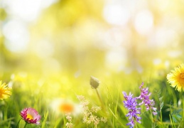 Fight Dust and Dander in Your Spring Home Air