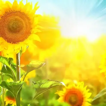 Air Conditioning Going Strong – Prep for Fall