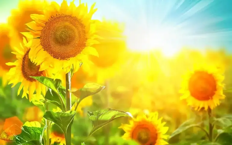 Air Conditioning Going Strong – Prep for Fall