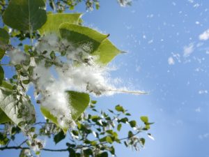 Summer Allergy Surge: Sneezing More This Summer?