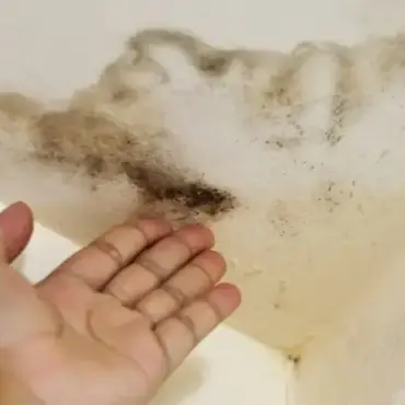 How to Prevent Mold
