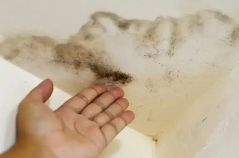 How to Prevent Mold