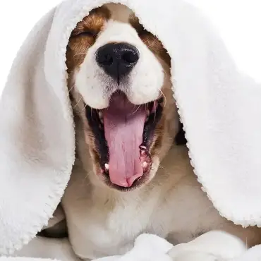 5 Great Pets for Asthma Sufferers
