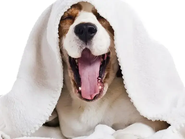 5 Great Pets for Asthma Sufferers