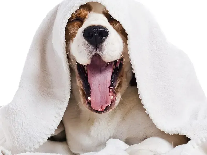 5 Great Pets for Asthma Sufferers