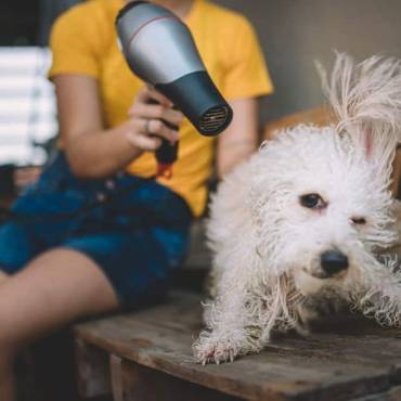 Florida Pet Owner Tips & HVAC Care!