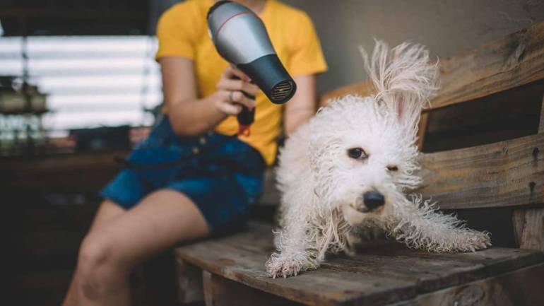 Florida Pet Owner Tips & HVAC Care!
